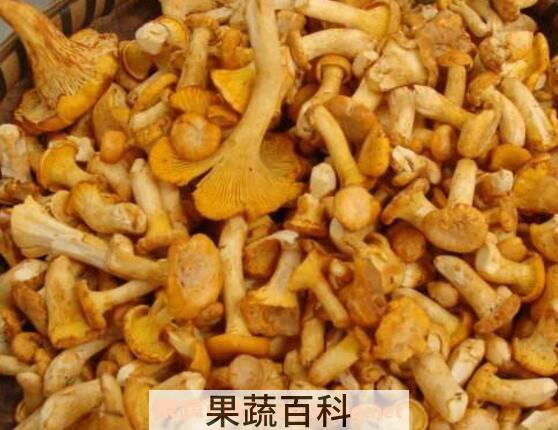 鸡油菌的功效与作用 鸡油菌会中毒吗