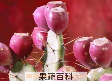 仙人掌果的作用与功效