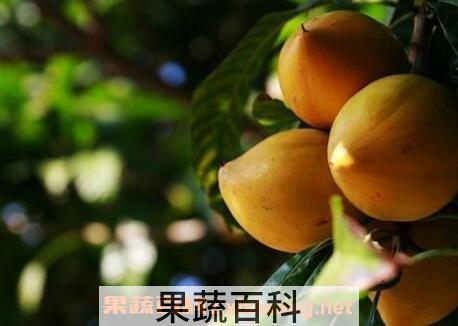 蛋黄果的功效与作用