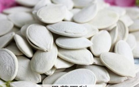 白瓜子和南瓜籽有什么区别 白瓜子和南瓜子的区别