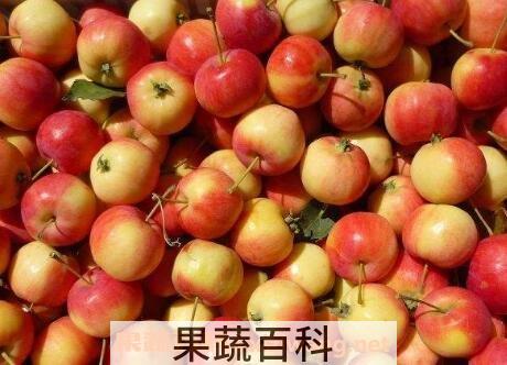 沙果的营养价值与功效作用