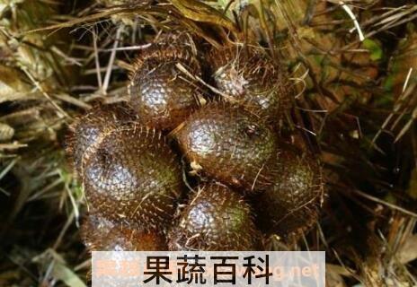 蛇皮果的营养价值