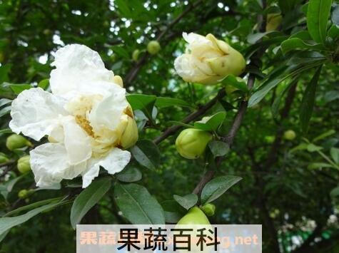 白花石榴的功效与作用 白花石榴的药用价值