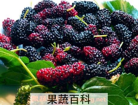  桑葚果的功效与作用
