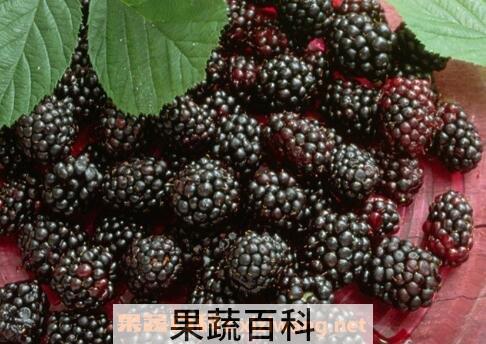  桑葚果的功效与作用
