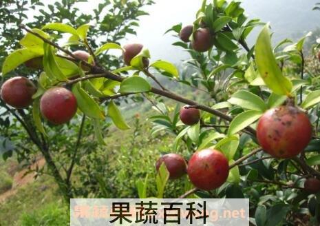 油茶果的功效与作用