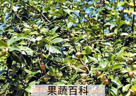 油茶果的功效与作用