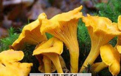 鸡油菌怎样做汤 鸡油菌的做法教程图片 鸡油菌怎样做汤 鸡油菌的做法教程视频