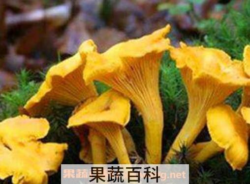 鸡油菌怎样做汤 鸡油菌的做法教程