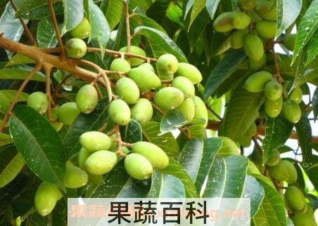 青果的功效与作用及禁忌