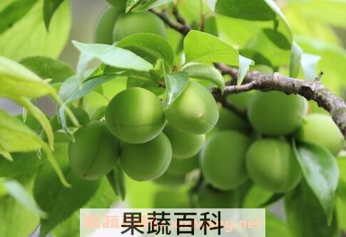 青果的功效与作用及禁忌