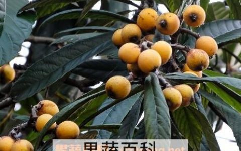 枇杷果的功效与作用 性寒 枇杷果的功效与作用禁忌