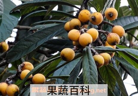 枇杷果的功效与作用