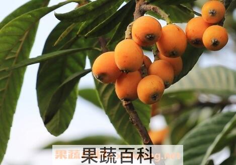 枇杷果的功效与作用