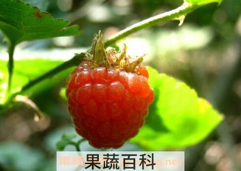 马林果的功效与作用