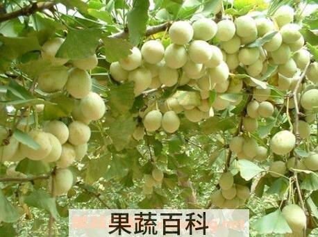 白果怎么去壳 白果快速去壳方法技巧