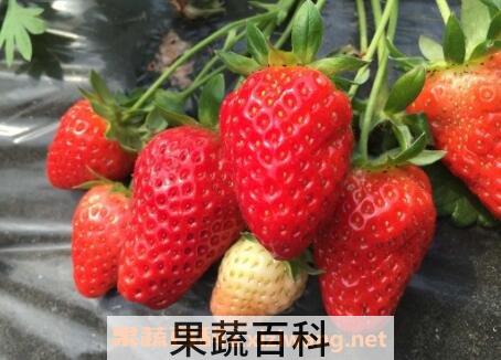 草莓怎么保存 草莓保鲜及储存方法