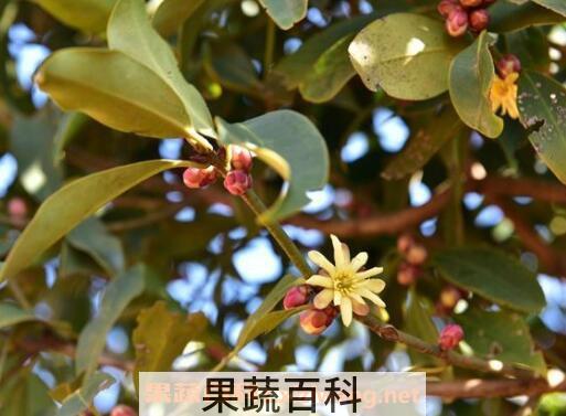 八角茴香的功效与作用及食用方法