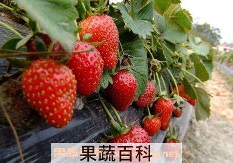 草莓的好处和功效有哪些