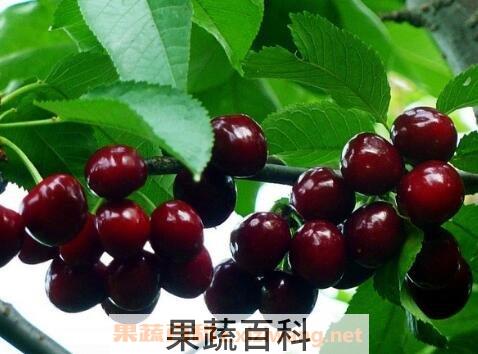  车厘子和樱桃有什么区别