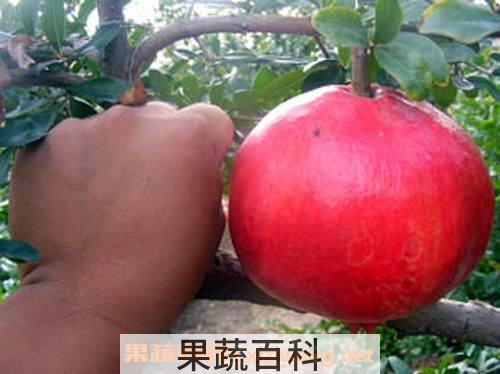 澳洲大石榴