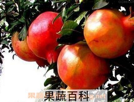 澳洲大石榴的营养价值