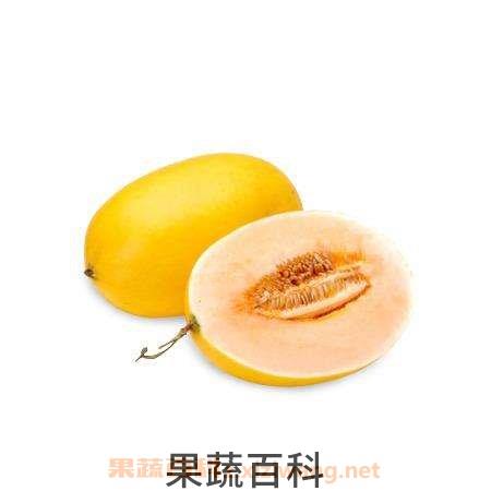 金蜜瓜