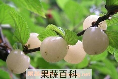  白玉樱桃的功效与作用