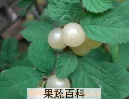  白玉樱桃的功效与作用