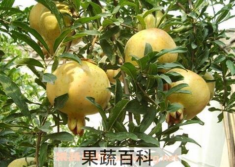 白石榴的功效与作用及食用方法