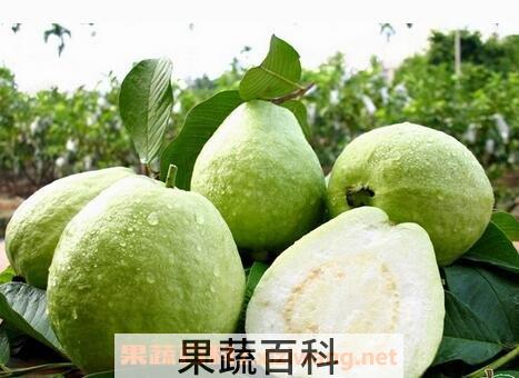 芭乐番石榴怎么保存