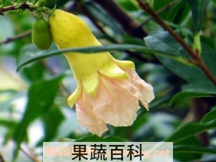 白色石榴花的功效与作用