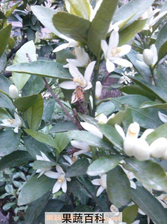 白色石榴花