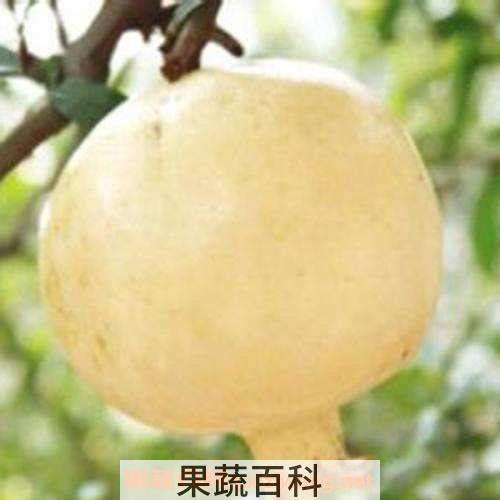 白石榴根泡酒