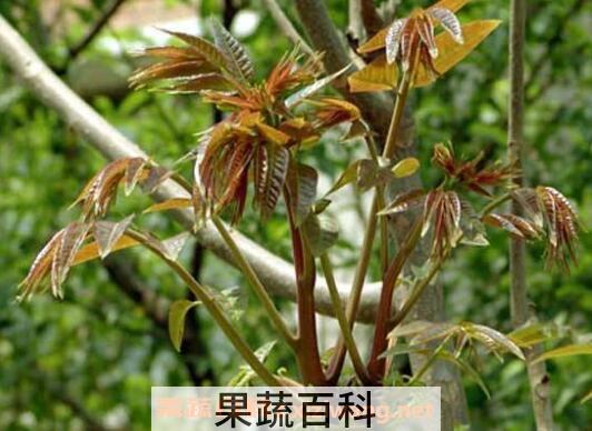 如何种植香椿 香椿的种植方法技巧