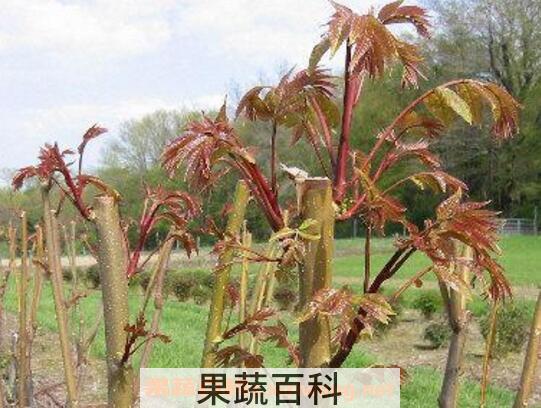 如何种植香椿 香椿的种植方法技巧