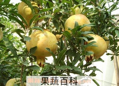 白石榴的果有什么药用价值
