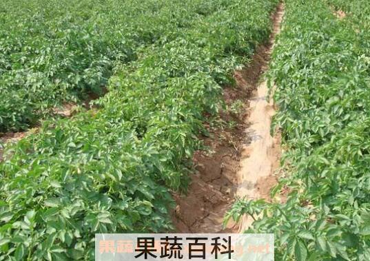 土豆如何种植 土豆的种植方法