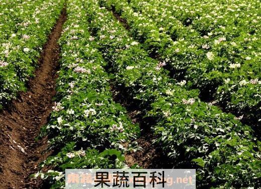 土豆如何种植 土豆的种植方法