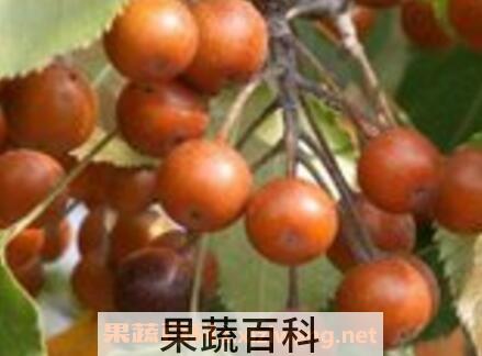 杜黎果实的功效与作用