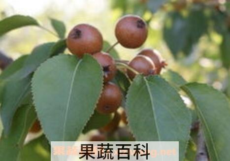 杜黎果实的功效与作用