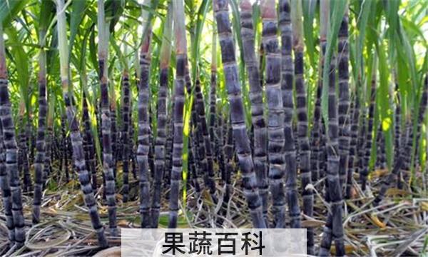 甘蔗吃不完怎么保存