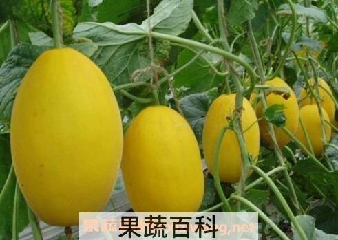 黄梨瓜的功效与营养价值