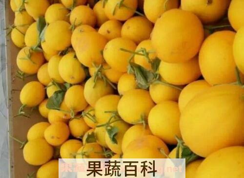黄梨瓜的功效与营养价值