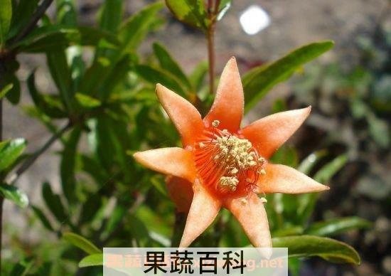 白石榴花干