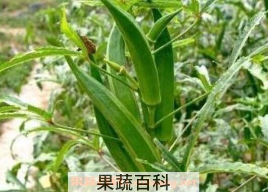黄秋葵如何养殖 黄秋葵的种植方法