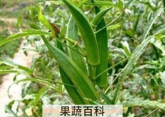 黄秋葵如何养殖 黄秋葵的种植方法