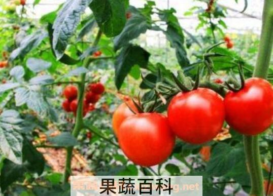 番茄如何养殖 番茄的种植方法