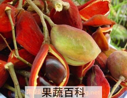 凤眼树果的功效与作用