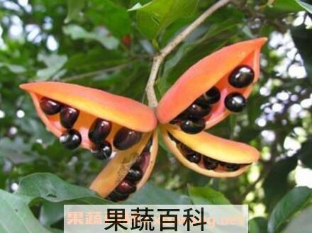 凤眼树果的功效与作用
